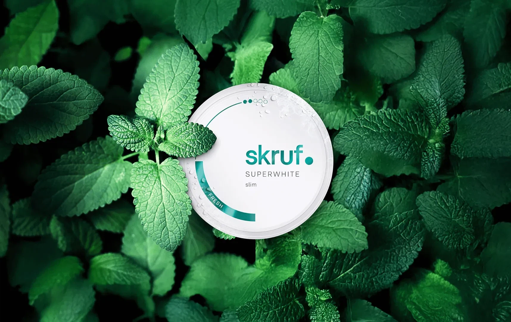 Website-Relaunch für skruf: Eine weiße Dose skruf Superwhite mit Wassertropfen liegt eingebettet in frischen, grünen Minzblättern.